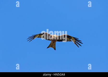 Le milan royal (Milvus milvus) en vol sur fond de ciel bleu Banque D'Images