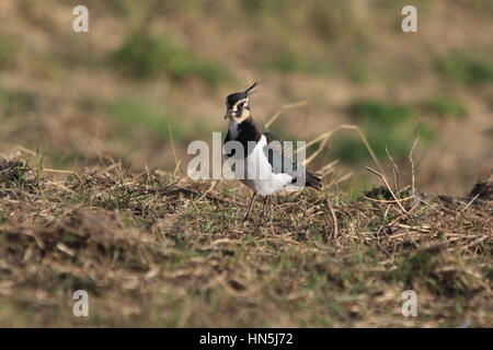 Sociable SUR HERBE RUGUEUSE [ Vanellus vanellus ] Banque D'Images