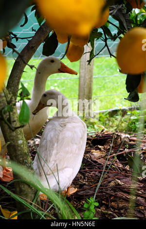 Les canards de Pékin dans un jardin à la ferme Banque D'Images