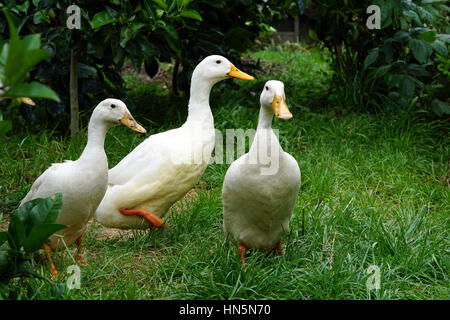 Les canards de Pékin dans un jardin à la ferme Banque D'Images