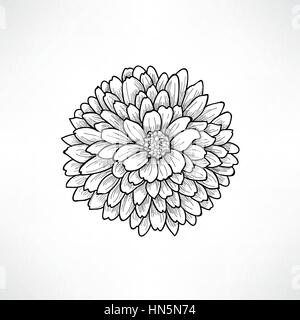 Floral background. carte de souhaits avec fleur. s'épanouir. frontière décoration douce fleur dahlia. vector illustration noir et blanc Illustration de Vecteur