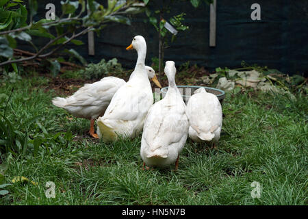 Les canards de Pékin dans un jardin à la ferme Banque D'Images