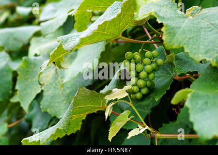 Raisins verts sur des vignes dans le jardin Banque D'Images