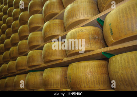 Roues de fromage parmesan à dairy Banque D'Images