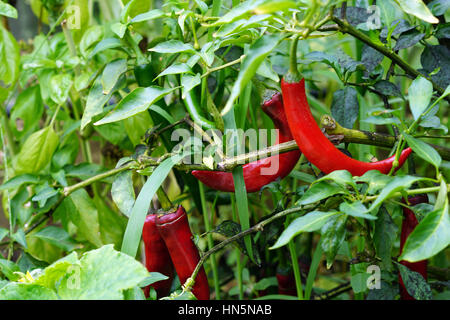 Hot Red Chili Peppers cultivés dans un jardin familial Banque D'Images