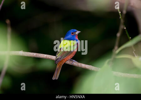 Peint mâles sauvages Bunting en Punta de Mita, Mexique Banque D'Images