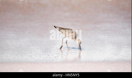 Willet (Tringa semipalmata ) sur la plage de Punta de Mita, Mexique Banque D'Images