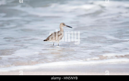 Willet (Tringa semipalmata ) sur la plage de Punta de Mita, Mexique Banque D'Images