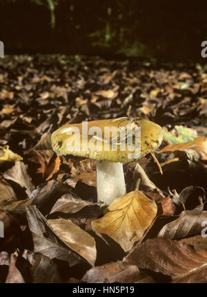 Russula jaune commun - Russula ochroleuca Banque D'Images