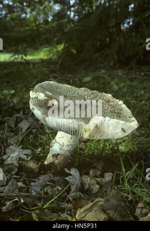 L'Amanita rubescens - Blusher Banque D'Images