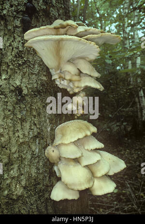 La pleurote Pleurotus cornucopiae - Banque D'Images