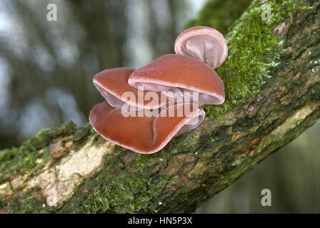 Jelly champignon d'oreille l'oreille de juif ou champignon - Auricularia auricula-judae Banque D'Images