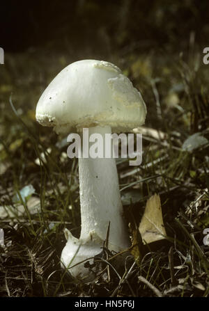 Faux Deathcap - Amanita citrina Banque D'Images