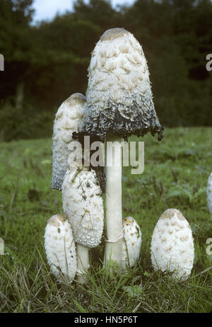 Shaggy Inkcap ou avocat - Coprinus comatus la perruque Banque D'Images