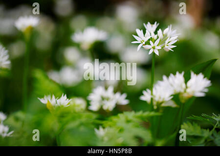 L'ail des plantes en pleine floraison au cours de l'anglais le printemps ! Banque D'Images