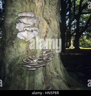 Pleurote Pleurotus ostreatus - Banque D'Images