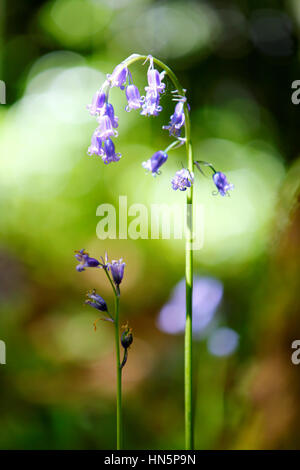 Bluebells de plus en forêts anciennes en Angleterre pendant le printemps Banque D'Images