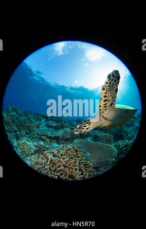 Fisheye circulaire shot de tortue imbriquée. Banque D'Images