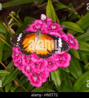 Orange et noir magnifique papillon Danaus chrysippe australienne sur rose dianthus fleurs avec le feuillage vert en arrière-plan Banque D'Images
