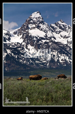 Bison en face d'une montagne dans le Parc National de Grand Teton, Jackson, Wyoming, USA Banque D'Images