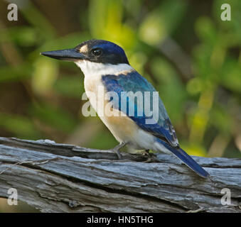 Sacred kingfisher Todiramphus australienne, sanctus avec expression d'alerte, sur une souche de bois près d'un birdbath dans un jardin dans le Queensland Aust. Banque D'Images