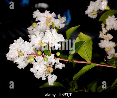 Grappe de fleurs blanches, feuilles vertes et les bourgeons de Lagerstroemia indica, crêpe myrte, sur un fond sombre en Australie Banque D'Images