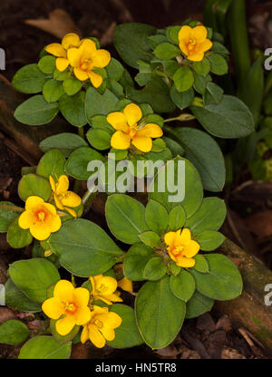 Grappe de fleurs jaune or de la couverture du sol / rocaille Lysimachia congestiflora entouré par des plantes à feuillage vert profond dans Australian Garden. Banque D'Images