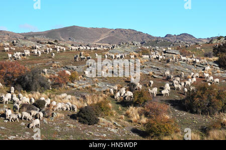 La gare de Bendigo (farm) est un important producteur de vin Pinot en Central Otago et produit certains des mondes plus beaux et les plus précieux de la fibre de laine Mérinos. B Banque D'Images