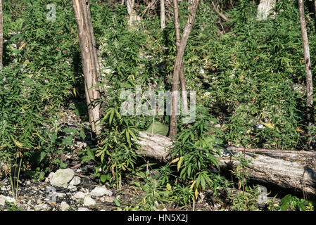 Les plants de marijuana, la Jamaïque. Banque D'Images