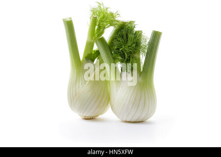 Le fenouil fenouil frais Blub.Deux ampoules avec feuilles sur fond blanc. Banque D'Images