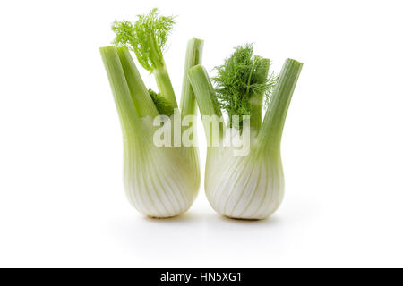 Le fenouil fenouil frais Blub.Deux ampoules avec feuilles sur fond blanc. Banque D'Images