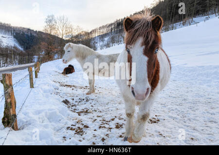 Poney Shetland chevaux dans un champ couvert de neige, Sauerland, Allemagne. Banque D'Images