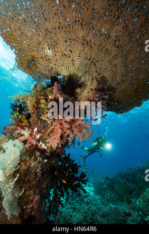 Photographe sous-marin sur Lighthouse Reef, Gili Lawa Laut Island. Banque D'Images