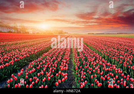 Rangées de tulipes roses en Hollande. Banque D'Images