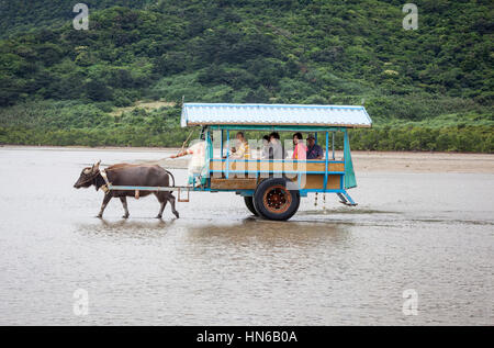 Hakone, Japon - 16 Avril 2012 : Les personnes voyageant sur un chariot tiré par des buffles d'eau. C'est un moyen populaire de traverser les eaux peu profondes à partir des I Banque D'Images