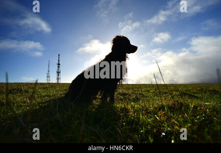 La silhouette du spaniel par un beau matin Banque D'Images