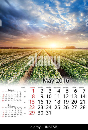 Calendrier Mai 2016 - plantation de tulipes blanches au coucher du soleil. Hollan Banque D'Images