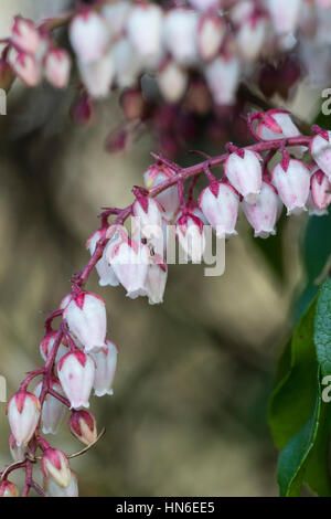 Bell à la fin de l'hiver les fleurs de l'arbuste, Pieris japonica 'Dorothy Wyckoff' Banque D'Images