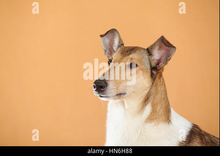 Smooth collie, sable, portrait Banque D'Images