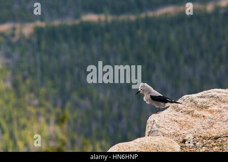 Oiseaux cassenoix debout sur le bord d'une falaise à Rocky Mountains, Colorada, USA. Banque D'Images