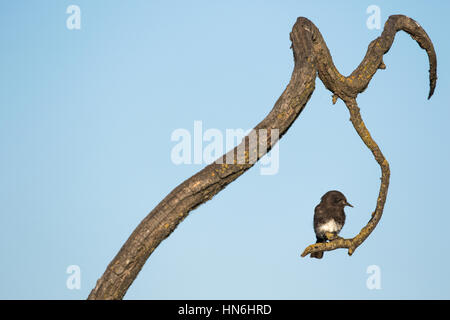 Black phoebe perching on branch, Sacramento National Wildlife Refuge, en Californie Banque D'Images