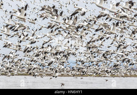 Des neiges décolle dans le comté National Wildlife Refuge Banque D'Images