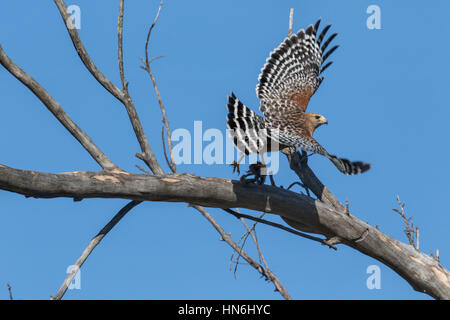 Red-shouldered hawk décollant d'arbre avec ses proies dans ses serres Banque D'Images