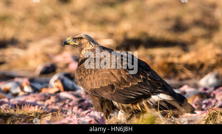 L'Aigle royal (Aquila chrysaetos) retour et profil montrant les ailes du premier plumage d'hiver avec un arrière-plan flou. Banque D'Images