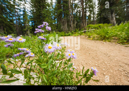 Daisy Fleabane voyantes/fleurs sauvages à proximité d'un chemin de terre en forêt alpine du Bassin en Albion près de Salt Lake City Banque D'Images