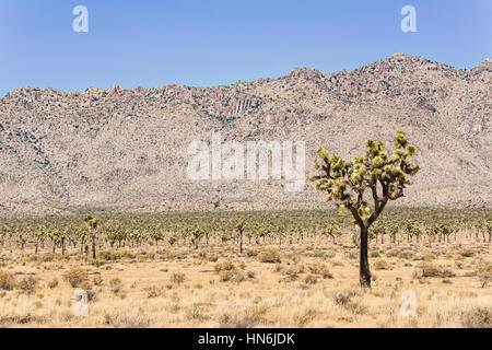 Un paysage d'arbres Joshua en mettant l'accent sur un seul arbre en Californie Banque D'Images