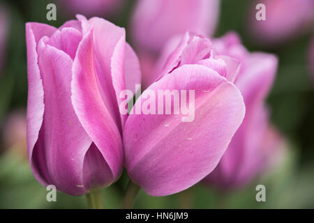 Gros plan macro de paire de tulipes violet et lilas Banque D'Images