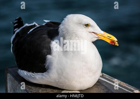 Libre de mouette avec bec rouge couché avec fond de l'océan Banque D'Images