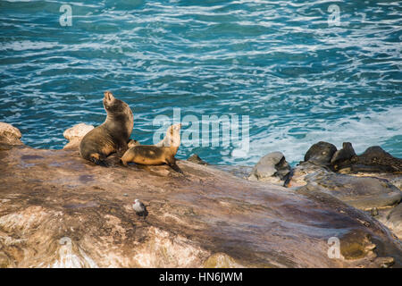 Deux lions de mer humide avec bains de soleil et dos voûté seagull unique sur une falaise à l'océan à La Jolla Cove, San Diego, Californie Banque D'Images