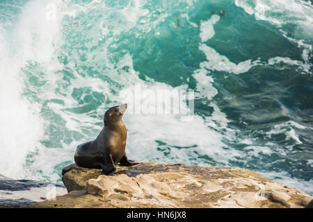 Seul arqué et lion de mer humide le bain de soleil sur une falaise avec le fracas des vagues dans l'arrière-plan à La Jolla Cove, San Diego, Californie Banque D'Images